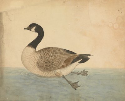 Egy lúd alkotó: James Sowerby