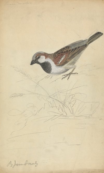 Házi veréb alkotó: James Sowerby