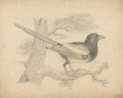 Szarka a fán alkotó: James Sowerby