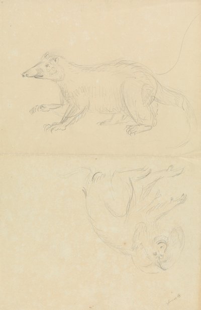Egy emlős (coatimundi?) és egy főemlős (Marmoset?). AN Coatimundi és egy oroszlánfejű selyemmajka alkotó: James Sowerby