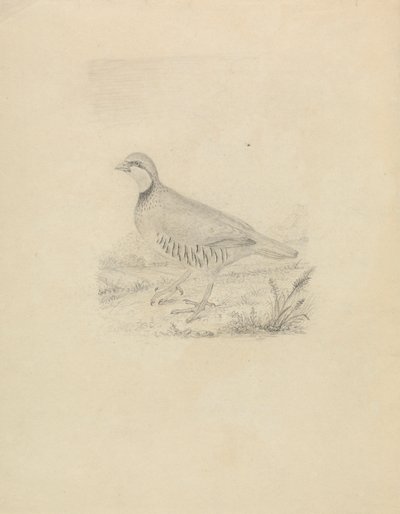 Egy fürj alkotó: James Sowerby