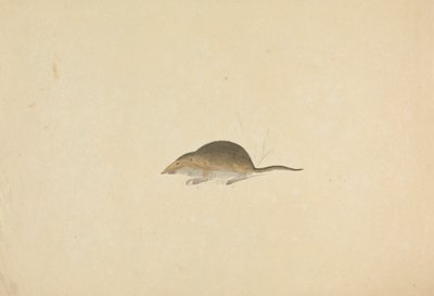 Egy cicus alkotó: James Sowerby