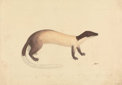 Egy menyét alkotó: James Sowerby