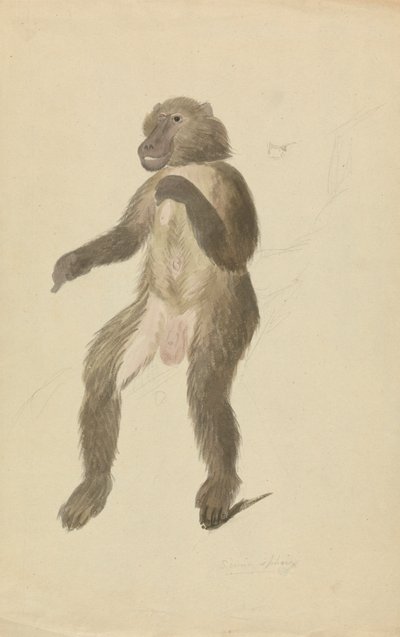 Egy mandrill alkotó: James Sowerby