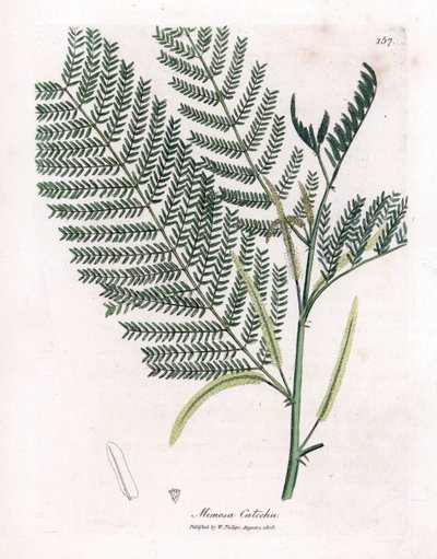 Akác a cachou vagy cachoutier - Catechu, Acacia catechu. Kézzel színezett rézmetszet James Sowerby botanikai illusztrációjából (William Woodville) és Sir William Jackson Hooker "" Medical Botany" című művéből, John Bohn, London alkotó: James Sowerby