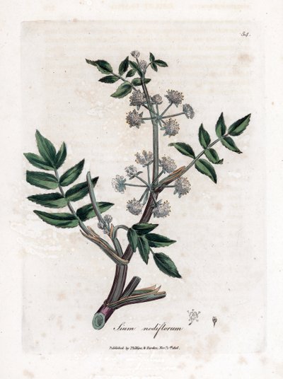 Ache hamis vízitorma - Kúszó vízi paszternák, Sium nodiflorum. Kézzel színezett rézmetszet James Sowerby botanikai illusztrációjából (William Woodville) és Sir William Jackson Hooker "" Medical Botany" című művéből, John Bohn, London alkotó: James Sowerby