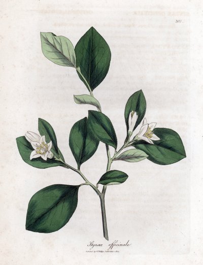 Aliboufier - Storax, Styrax officinalis. Kézzel színezett rézmetszet James Sowerby botanikai illusztrációjából (William Woodville) és Sir William Jackson Hooker "" Medical Botany" című művéből, John Bohn, London alkotó: James Sowerby