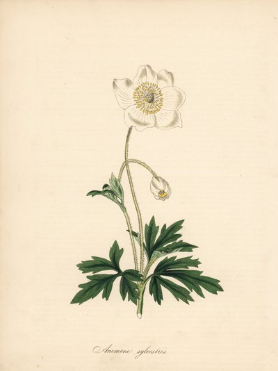 A fúrószárak kökörcsinje - Hóvirág kökörcsin, Anemone sylvestris. James Sowerby William Curtis „Botanical Magazine”-ban megjelent illusztrációjából készült. C. Chabot kézi színű cinkográfoja, amelyet Miss M. A. Burnett rajzolt a „” Plantae Utiliores: vagy  alkotó: James Sowerby