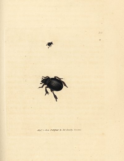 Aphodius arenarius bogár (Scarabaeus ovalis). James Sowerby kézi színű rézmetszete a The British Miscellany-ból, vagy új, ritka vagy kevéssé ismert állattémák színes figurái. alkotó: James Sowerby