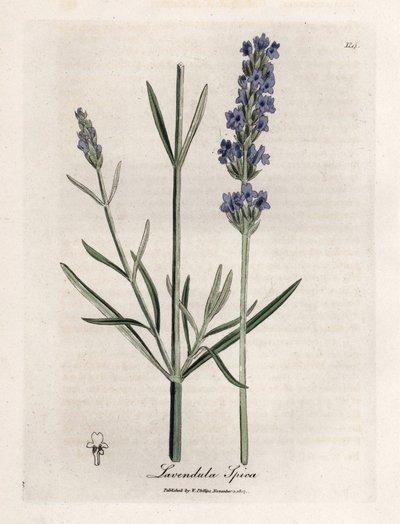 Apic levendula. Kézzel színezett rézmetszet James Sowerby (1757-1822) rajzából, Botanique Medicinale alkotó: James Sowerby