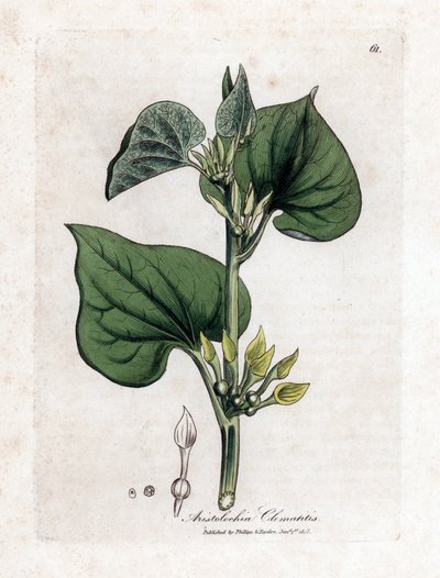 Aristoloche klematit - Hegymászó anyafű, Aristolochia klematitis. Kézzel színezett rézmetszet James Sowerby botanikai illusztrációjából (William Woodville) és Sir William Jackson Hooker "" Medical Botany" című művéből, John Bohn, London alkotó: James Sowerby