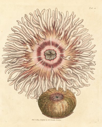 Beadlet anemone, Actinia equina. James Sowerby kézi színű rézmetszete a The British Miscellany-ból, vagy új, ritka vagy kevéssé ismert állattémák színes figurái. alkotó: James Sowerby