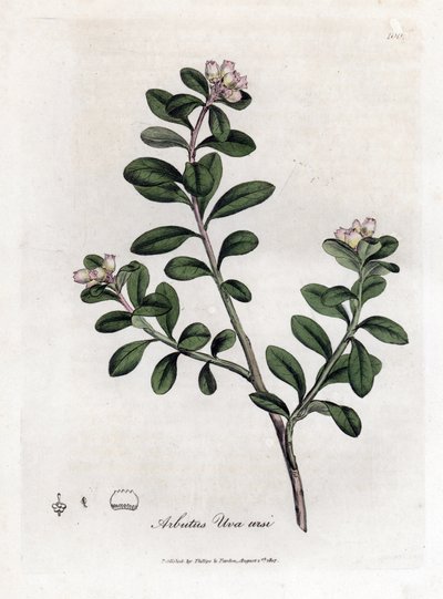Medveszőlő vagy medveszőlő - Utánfutó arbutus vagy medveszőlő, Arctostaphylos uva-ursi. Kézzel színezett rézmetszet James Sowerby botanikai illusztrációjából (William Woodville) és Sir William Jackson Hooker „" Medical Botany" című művéből, John Bohn, Lond alkotó: James Sowerby