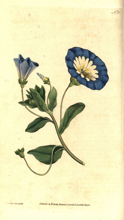 Gyönyörű napos vagy tricolor bindweed - Kis szálfű, Convolvulus tricolor. Kézzel színezett rézmetszet és botanikai illusztráció James Sowerbytől, William Curtis The Botanical Magazine-jából, Lambeth Marsh, London alkotó: James Sowerby
