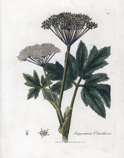 Benzoin vagy Imperatory - Közönséges mesterfű, Imperatoria ostruthium. Kézzel színezett rézmetszet James Sowerby botanikai illusztrációjából (William Woodville) és Sir William Jackson Hooker "" Medical Botany" című művéből, John Bohn, London alkotó: James Sowerby
