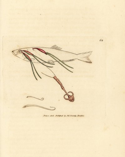 Vérrel táplálkozó copepod parazita permetszemen, Lernaeenicus sprattae (Lernaea sprrattae). És egy másik furcsa féreg, amelyet egy osztrigahéjon találtak. James Sowerby kézi színű rézmetszete a The British Miscellanyból, vagy új, ritka, színes figurák, alkotó: James Sowerby