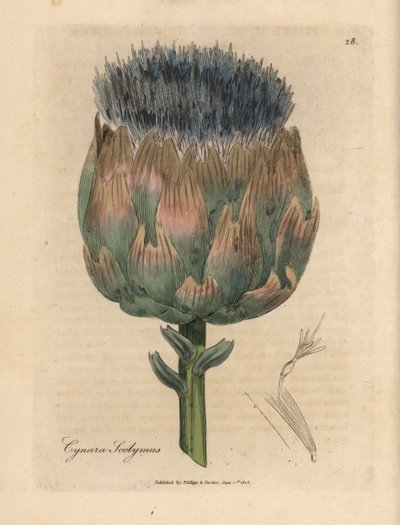 Kék és lila virágú articsóka, Cynara scolymus alkotó: James Sowerby