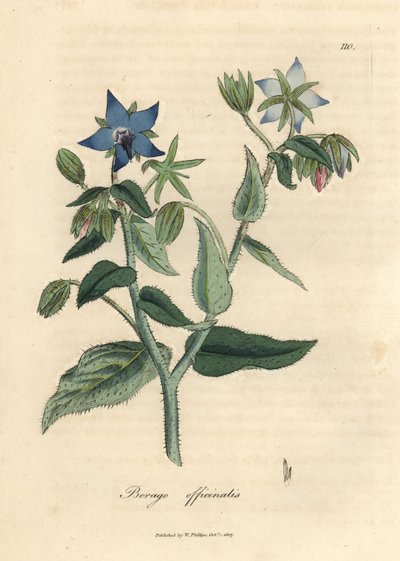 Kék virágú borágó, Borago officinalis alkotó: James Sowerby
