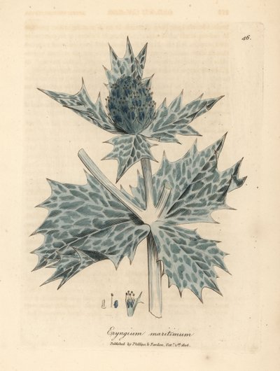 Kék virágú tengeri magyal vagy eryngo, Eryngium maritinum alkotó: James Sowerby