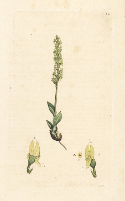 Mocsári orchidea, Hammarbya paludosa (Marsh tway-blade, Malaxis paludosa). Kézzel színezett rézmetszet James Sowerby illusztrációja nyomán James Smith angol botanikájából, London alkotó: James Sowerby
