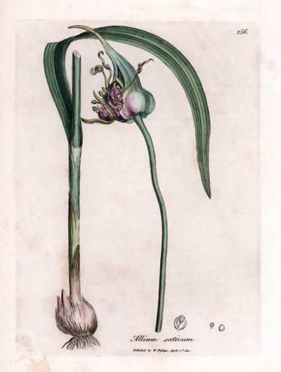 Botanikai tábla: Fokhagyma (Allium sativum) termesztése hagymával, levelekkel és lila virágokkal. Kézzel színezett rézmetszet James Sowerby illusztrációjából. Részlet William Woodville és Sir William Jackson Hooker „” Botanique medic” könyvéből alkotó: James Sowerby