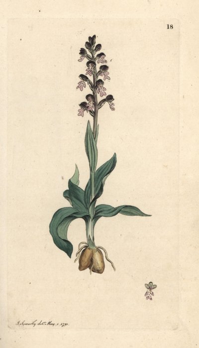 Égetett hegyű orchidea, Neotinea ustulata (törpe orchis, Orchis ustulata). Kézzel színezett rézmetszet James Sowerby illusztrációja nyomán James Smith angol botanikájából, London alkotó: James Sowerby