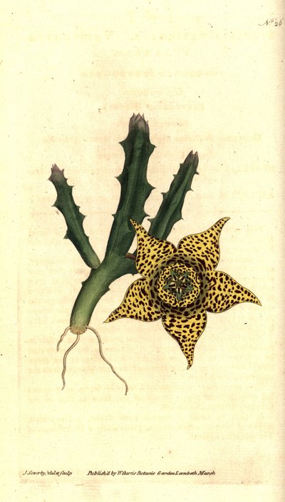 Kaktuszkeményítő - Orbea variegata (Variegated stapelia, Stapelia variegata). James Sowerby kézzel színezett rézmetszet és botanikai illusztrációja a William Curtis The Botanical Magazine-jából, Lambeth Marsh, London alkotó: James Sowerby