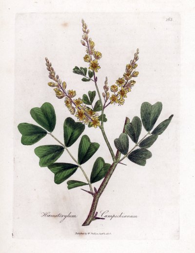 Campeche vagy campeche fa - rönkfa, Haematoxylum campechianum. Kézzel színezett rézmetszet James Sowerby botanikai illusztrációjából (William Woodville) és Sir William Jackson Hooker "" Medical Botany" című művéből, John Bohn, London alkotó: James Sowerby