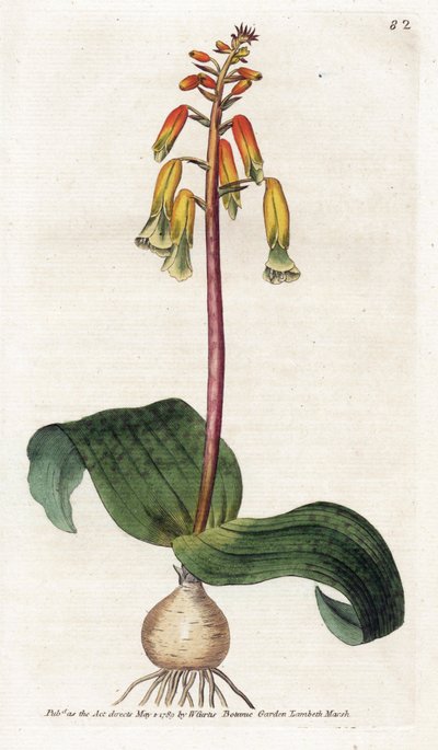 Cape Town Cuckoo – James Sowerby (1757-1822) litográfiája, William Curtis (1746-1799) táblája a Botanical Magazine-ból alkotó: James Sowerby