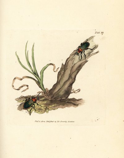 Carabus nitens bogár. James Sowerby kézi színű rézmetszete a The British Miscellany-ból, vagy új, ritka vagy kevéssé ismert állattémák színes figurái. alkotó: James Sowerby