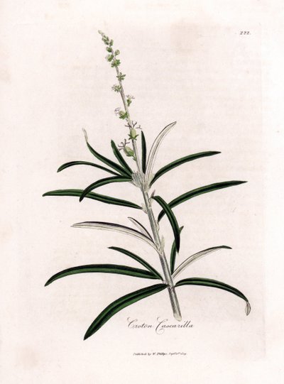 Cascarille officinale vagy puha fa vagy faux quinquina - Cascarilla, Croton eluteria. Kézzel színezett rézmetszet James Sowerby botanikai illusztrációjáról William Woodville-ből és Sir William Jackson Hooker "" Medical Botany" című művéből, John Bohn, Lo alkotó: James Sowerby