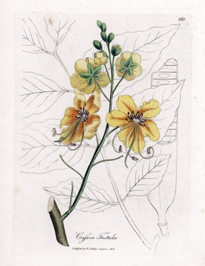 Cassia, hamis szene, hamis szentjánoskenyérfa, aranyeső vagy nádszál - Arany záporfa, Cassia sipoly. Kézzel színezett rézmetszet James Sowerby botanikai illusztrációjából William Woodville-ből és Sir William Jackson Hooker "" Medical Botany" című művéből alkotó: James Sowerby