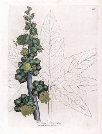 Ricinus - Ricinusolaj növény, Ricinus communis. Kézzel színezett rézmetszet James Sowerby botanikai illusztrációjáról William Woodville-ből és Sir William Jackson Hooker "" Medical Botany" című művéből, John Bohn, London alkotó: James Sowerby