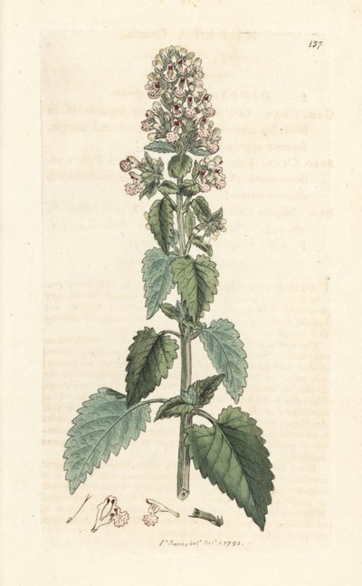 Macskamenta, Nepeta cataria (cataire) Kézi színű rézmetszet James Sowerby illusztrációja után, James Smith English Botany című művéből, London alkotó: James Sowerby