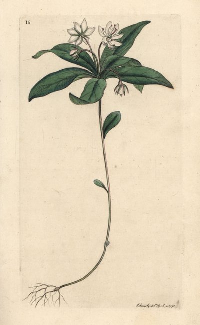 Télzöld tyúkhús, Lysimachia europaea (Trientalis europaea) (Trientale d