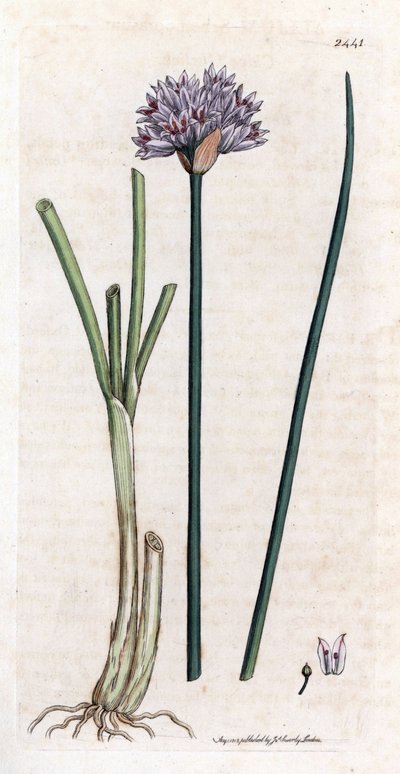 Metélőhagyma (Allium schoenoprasum). Kézzel színezett rézmetszet James Sowerby botanikai illusztrációjából James Smith „English botanical” (1790-1814) című könyvéhez. A fáradhatatlan Sowerby (1757-1822) több mint 2500 növényt rajzolt a Smith Mammoth „Engli alkotó: James Sowerby
