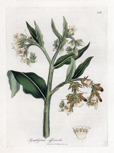 Comfrey - Comfrey, Symphytum officinale. Kézzel színezett rézmetszet James Sowerby botanikai illusztrációjáról William Woodville-ből és Sir William Jackson Hooker "" Medical Botany" című művéből, John Bohn, London alkotó: James Sowerby