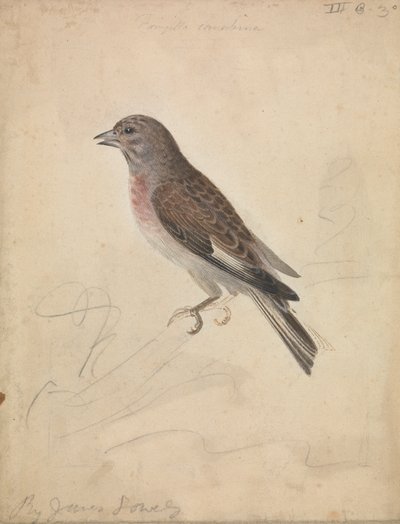 Közönséges lenháló alkotó: James Sowerby