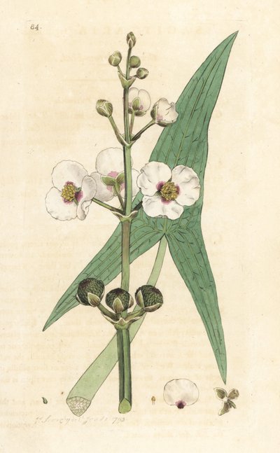 Közönséges nyílhegy, Sagittaria sagittifolia (sagittarius) Kézi színű rézmetszet James Sowerby illusztrációja nyomán James Smith angol botanikájából, London alkotó: James Sowerby