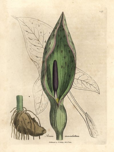 Közönséges arum, foltos arum alkotó: James Sowerby