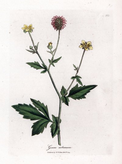 Közönséges benoit vagy Saint Benoit füve - Wood avens, Geum urbanum. Kézzel színezett rézmetszet James Sowerby botanikai illusztrációjából (William Woodville) és Sir William Jackson Hooker "" Medical Botany" című művéből, John Bohn, London alkotó: James Sowerby