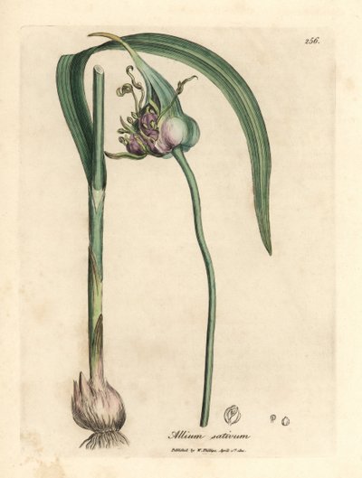 Közönséges termesztett fokhagyma, Allium sativum alkotó: James Sowerby