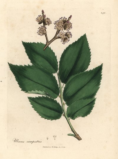 Közönséges szilfa, Ulmus plainstris alkotó: James Sowerby