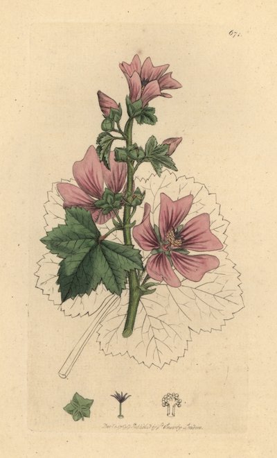Közönséges mályva, Malva sylvestris Kézi színű rézmetszet James Sowerby rajza nyomán James Smith angol botanikájához alkotó: James Sowerby