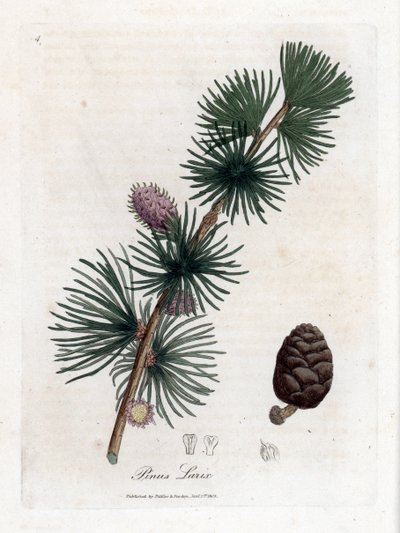 Közönséges vagy európai melez - európai vörösfenyő, Larix decidua. Kézzel színezett rézmetszet James Sowerby botanikai illusztrációjáról William Woodville-ből és Sir William Jackson Hooker "" Medical Botany" című művéből, John Bohn, London alkotó: James Sowerby