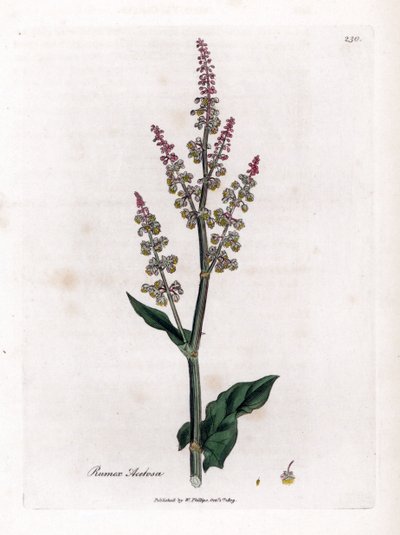 Közönséges oseillle vagy nagy sóska - Kerti sóska, Rumex acetosa. Kézzel színezett rézmetszet James Sowerby botanikai illusztrációjáról William Woodville-ből és Sir William Jackson Hooker "" Medical Botany" című művéből, John Bohn, London alkotó: James Sowerby