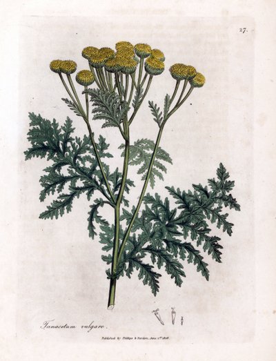 Közönséges tansy vagy splash - Tansy, Tanacetum vulgare. Kézzel színezett rézmetszet James Sowerby botanikai illusztrációjáról William Woodville-ből és Sir William Jackson Hooker "" Medical Botany" című művéből, John Bohn, London alkotó: James Sowerby