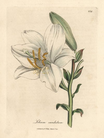 Közönséges fehér liliom alkotó: James Sowerby