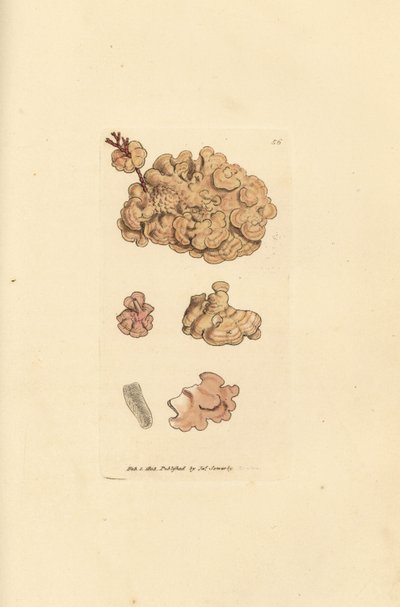 Korallfajok, Corallina auriculariaeformis. (Cactus coralline, Halimedia opuntia?) James Sowerby kézi színű rézmetszete a The British Miscellany-ból, vagy új, ritka vagy kevéssé ismert állattémák színes figurái. alkotó: James Sowerby