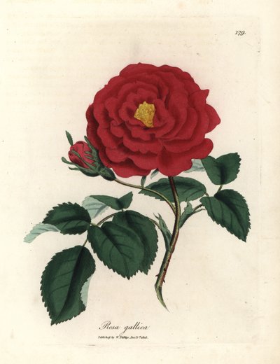Bíbor rózsa, Rosa gallica alkotó: James Sowerby